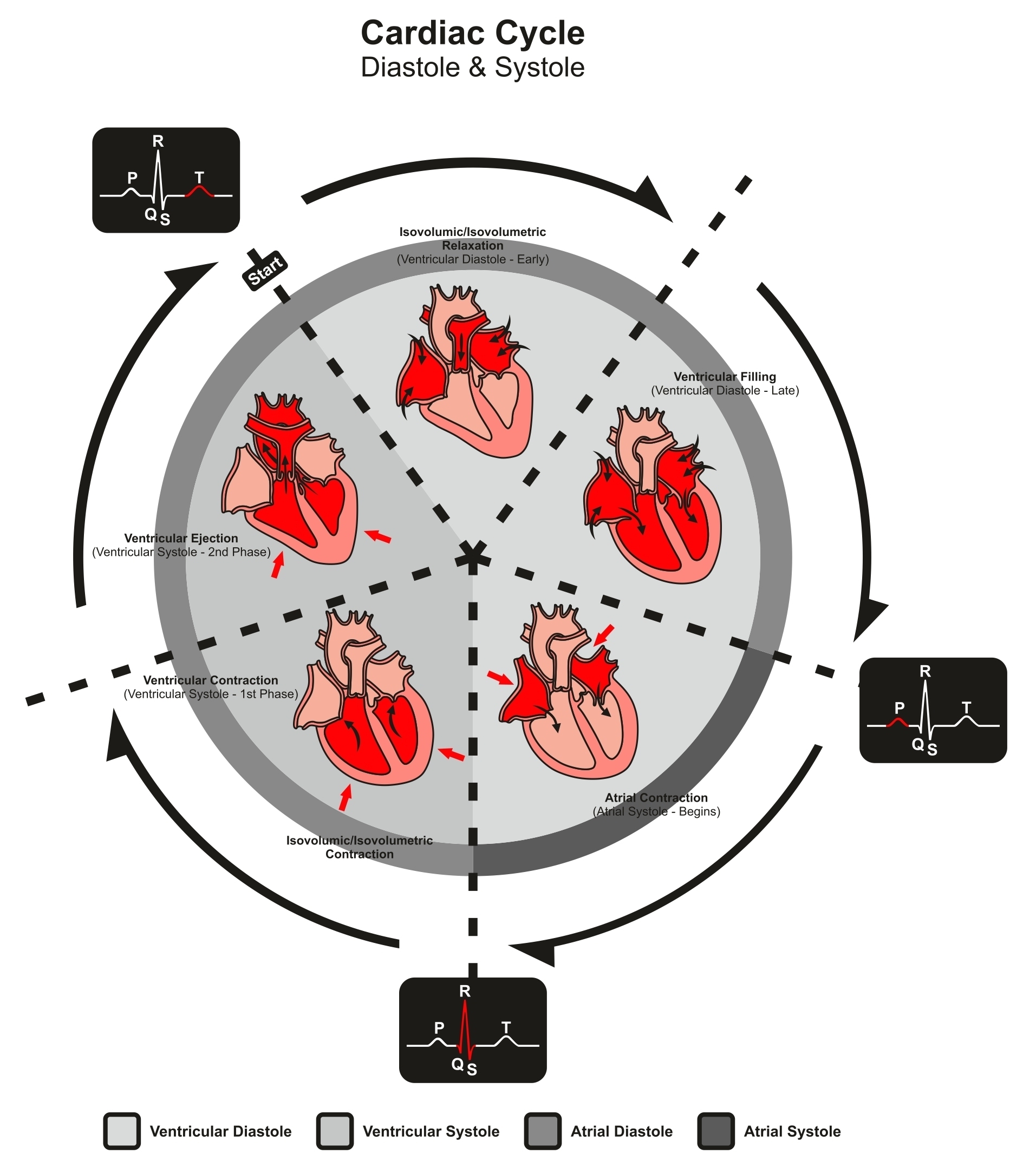 CardiacCycle